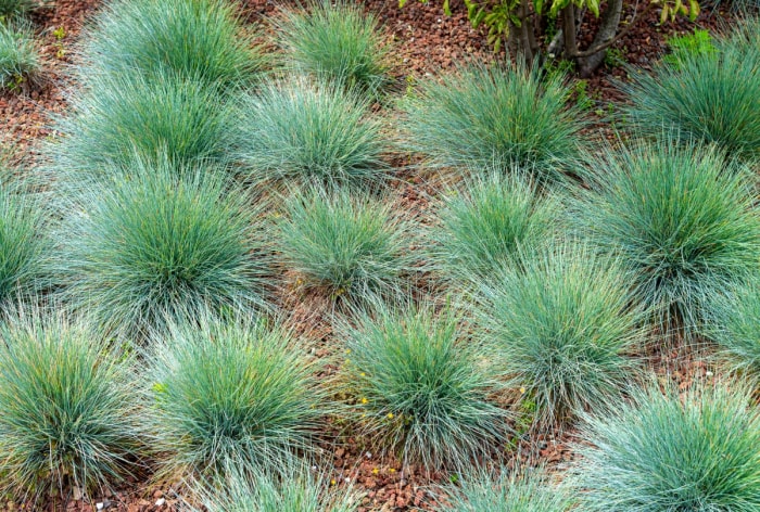 Rangées de fétuque bleue dans le jardin.