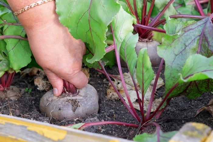 Un jardinier arrache une racine de betterave d'un potager pour récolter des betteraves.