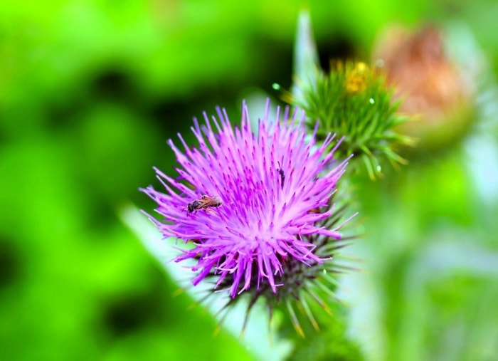 Gardez, ne tuez pas : 9 mauvaises herbes à accueillir