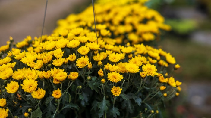 iStock-1457688773 plantes pour paniers suspendus vue rapprochée de grappes de petits chrysanthèmes jaunes