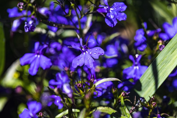 fleurs d'ombre