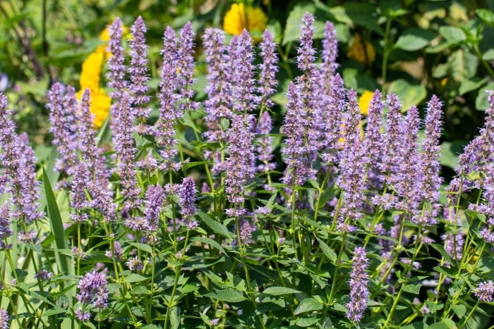 fleurs violettes dans le jardin