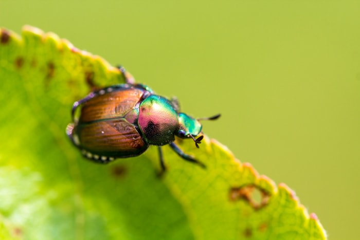 scarabée japonais multicolore brillant sur une feuille vert vif