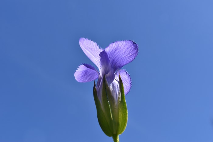 types de fleurs sauvages gentiane frangée