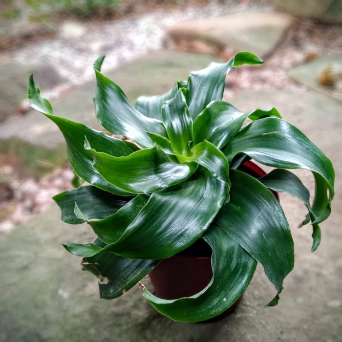 Plante de dracaena torsadée par la tornade