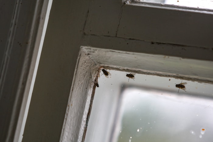 De faibles mouches d'automne grimpent sur la vitre sale d'une vieille fenêtre dans le bâtiment d'une gare de banlieue.