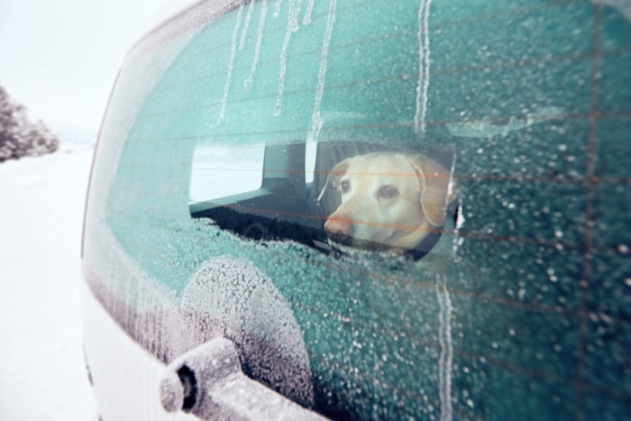 Voyage avec un chien. Un labrador jaune regarde par la fenêtre de la voiture dans la nature enneigée.