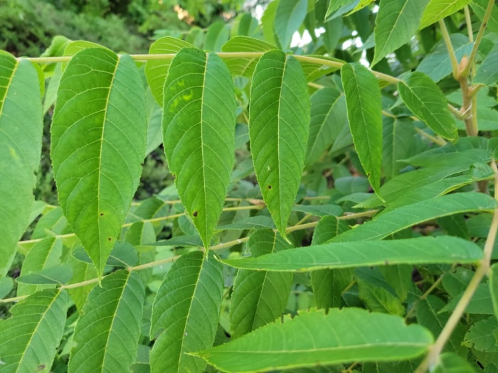 Des feuilles étroites poussent sur un noyer noir.