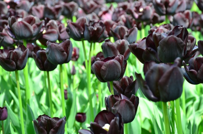 Des tulipes noires fleurissent au-dessus de tiges et de feuilles d'un vert éclatant.