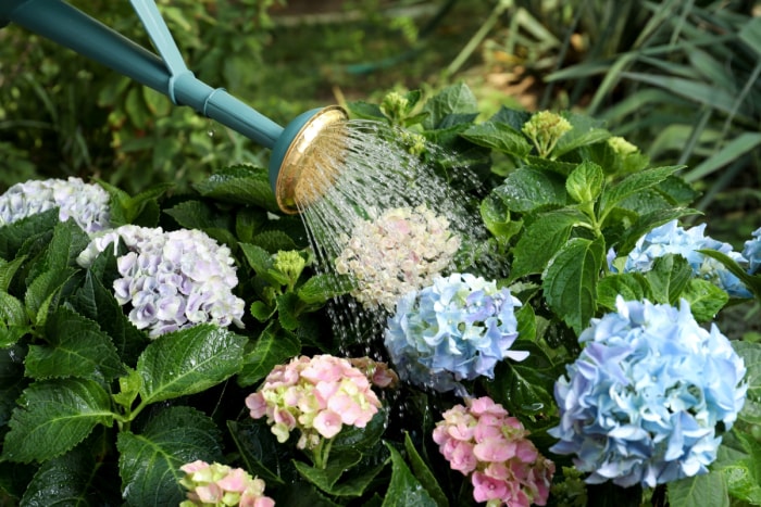 Les hortensias peuvent-ils pousser en pot - arrosage des hortensias