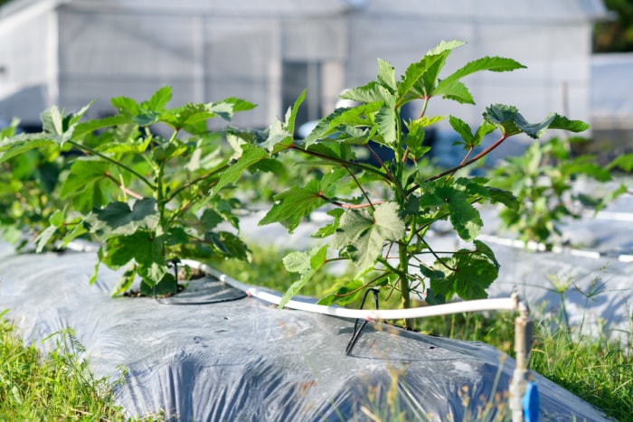 Plants d'okra dans le jardin avec un système d'irrigation goutte à goutte.