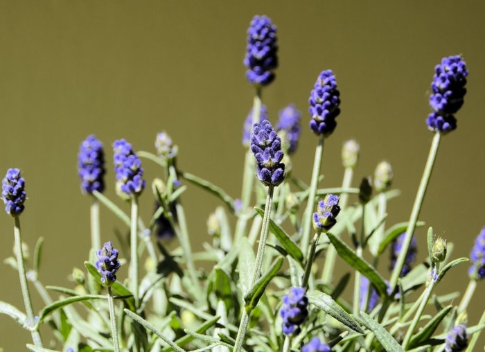 Les meilleures plantes pour chaque pièce de la maison