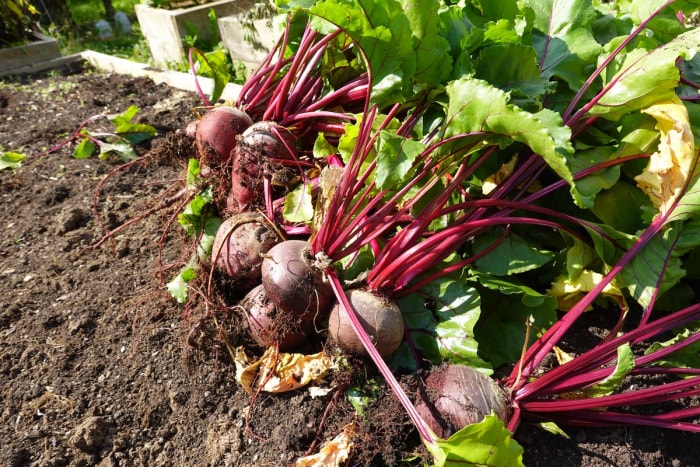 Betteraves poussant dans une rangée de jardin.