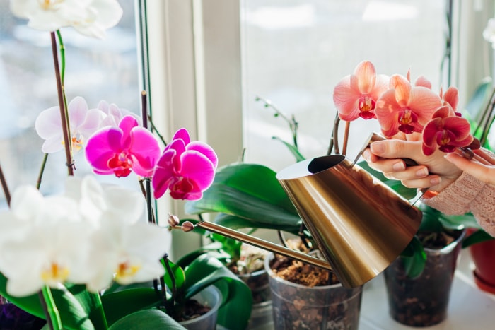 Les plantes d'intérieur qui sentent le plus