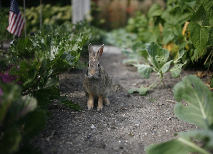 20 conseils pour éloigner toutes les bestioles de votre cour et de votre jardin