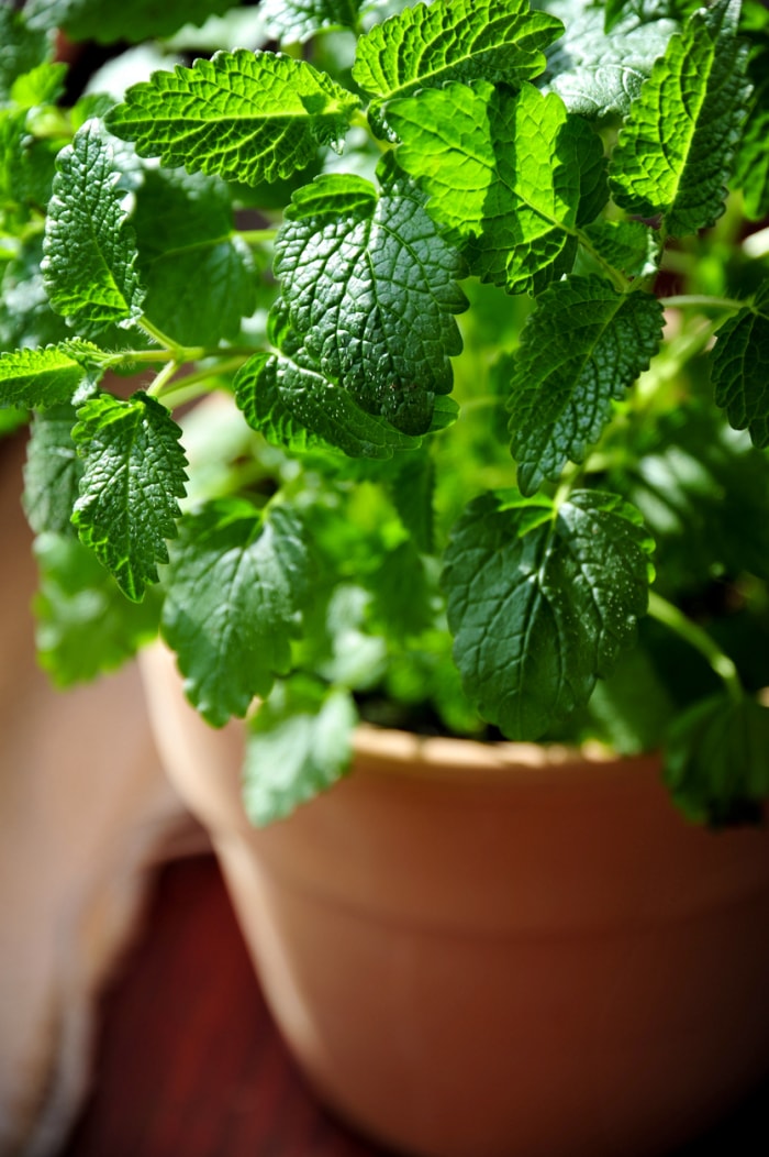 plantes d'intérieur qui sentent le plus