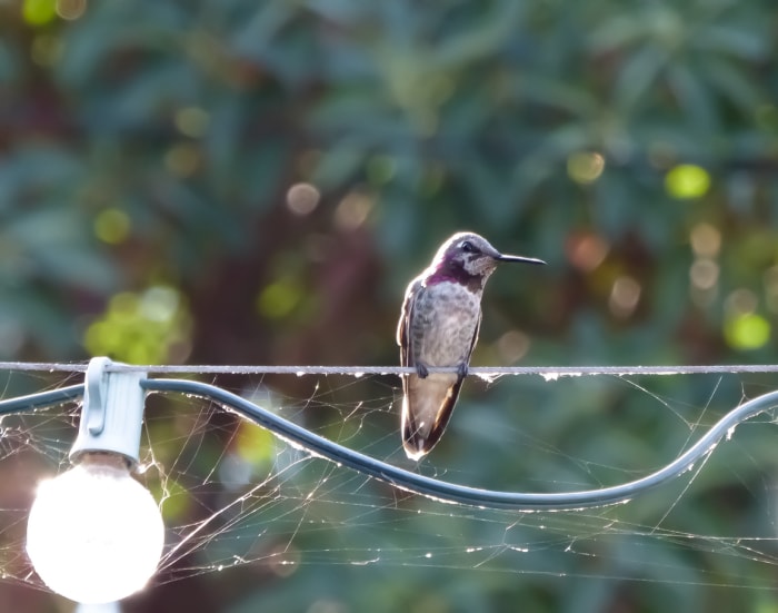 comment attirer les colibris