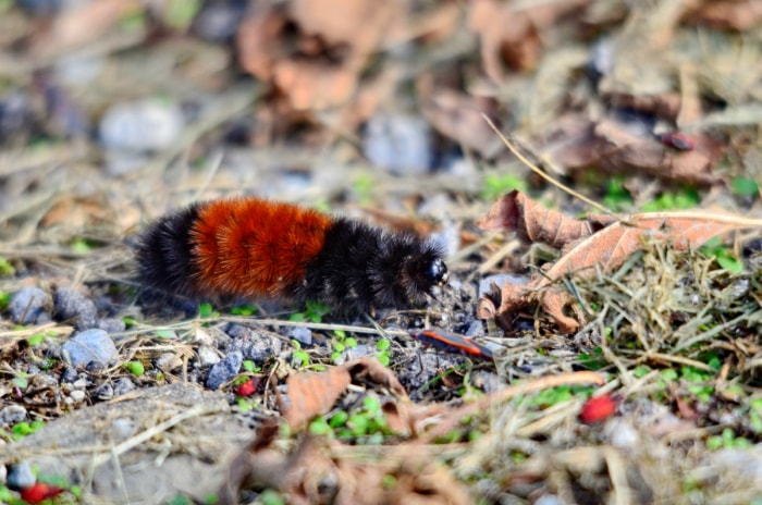 12 façons de prédire le temps en observant la nature dans votre jardin - chenille de l'ours laineux