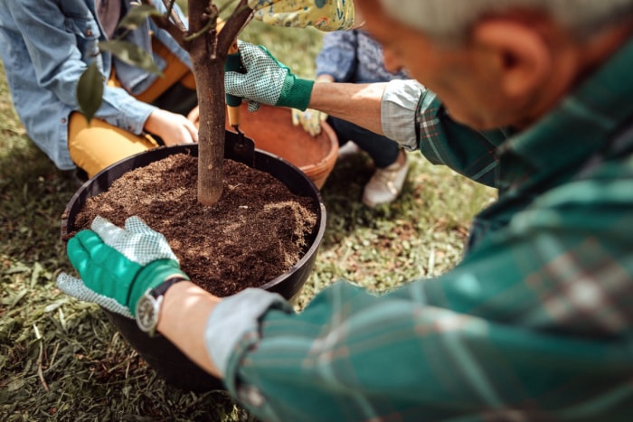 Les gens travaillent ensemble pour planter un arbre.