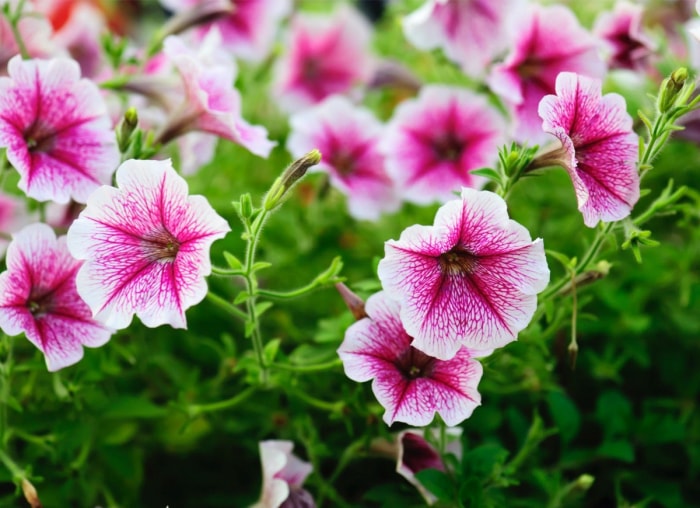 Les meilleures plantes en pot pour le plein soleil