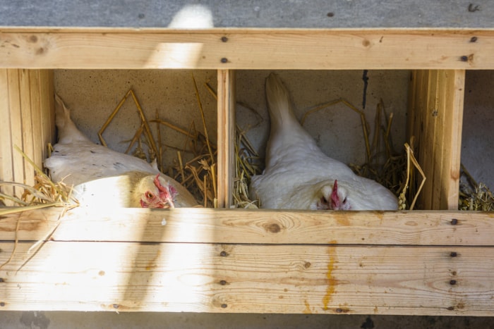 iStock-1397412579 prix des œufs élevage de poules Deux poules se reposant sur de la paille dans un nichoir