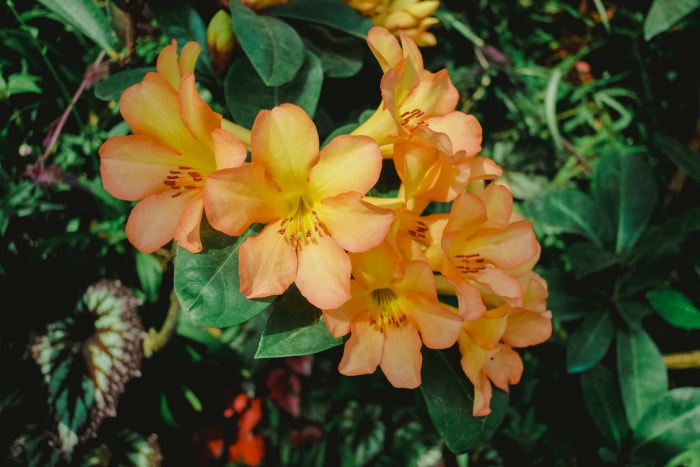 plantes en voie de disparition