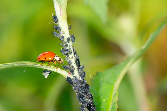 comment se débarrasser des coccinelles