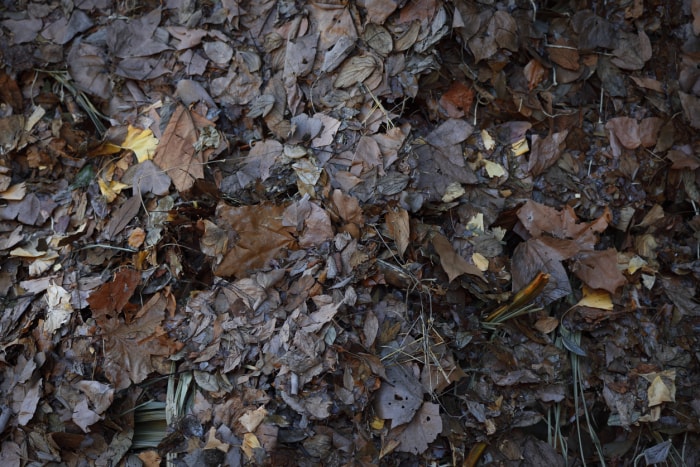 Un tas de vieilles feuilles sombres et humides.