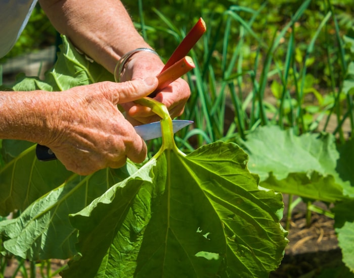 Une personne coupe la tige d'un plant de rhubarbe dans son jardin.