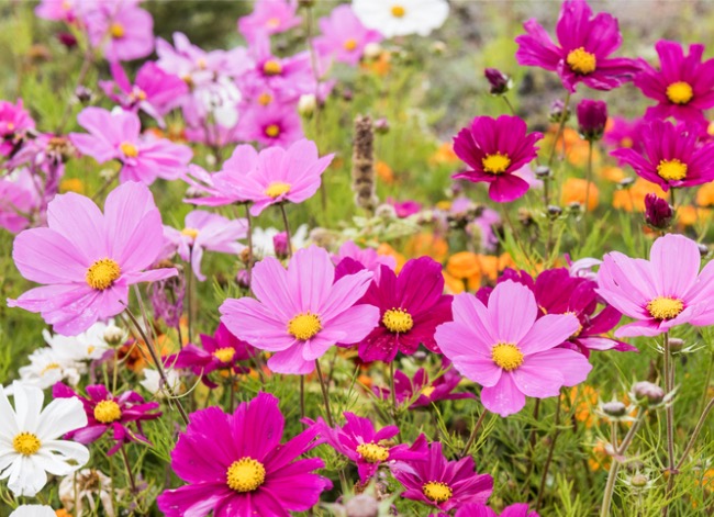 fleurs à l'ancienne