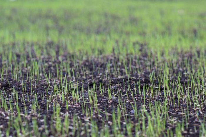 Choisissez cette graine de gazon à croissance rapide pour les pelouses inégales