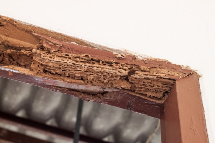 Dégâts importants causés par les termites dans l'encadrement de la porte.