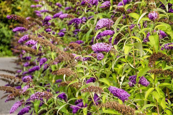 Butterfly Bush (Buddleja davidii)