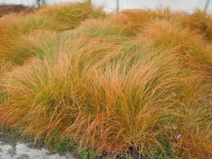 Un groupe de carex de couleur bronze.