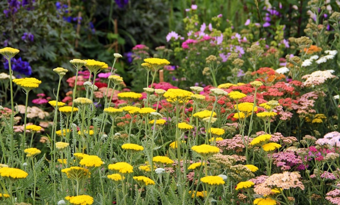 fleurs d'achillée millefeuille colorées dans le jardin