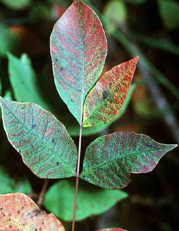 À quoi ressemble le sumac vénéneux ? Bords de feuilles lisses