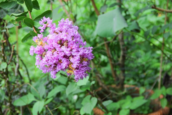 Un arbuste de myrte crêpe avec une grande grappe de fleurs violettes.