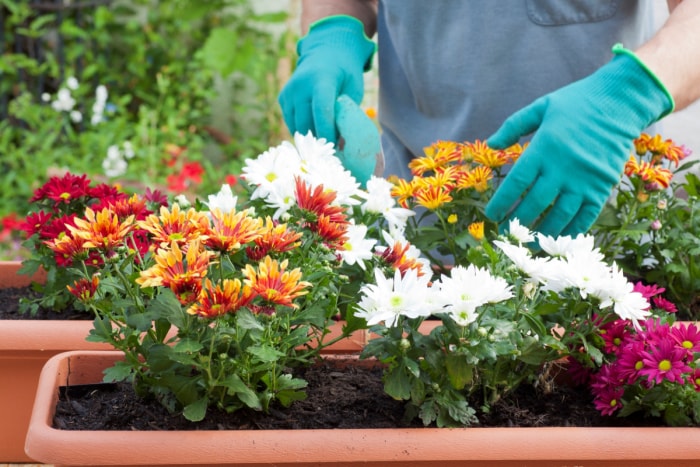 Jardinier plantant des fleurs de chrysanthème