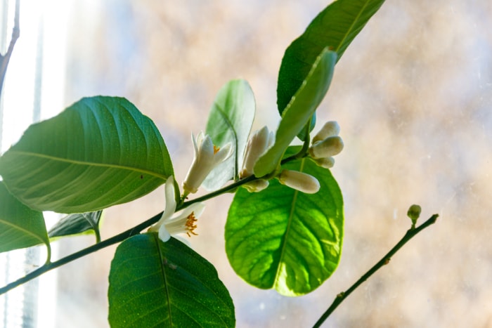 Comment cultiver des citronniers à l'intérieur