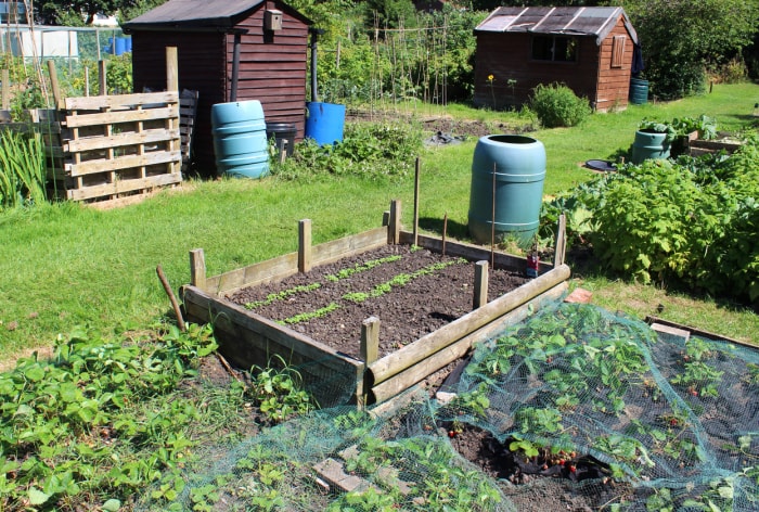 Photo montrant un potager au printemps, planté de rangées de fraisiers. Les fraises sont photographiées en train de pousser sous un filet de jardin vert, pour empêcher les merles de manger les fruits mûrs. Un simple lit surélevé construit à partir de vieilles planches de bois est utilisé pour faire pousser des rangées de jeunes plants de laitues, pour une culture de salades mixtes.