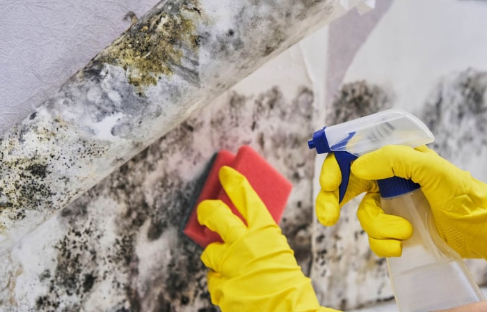 Les mains d'une personne portant des gants en caoutchouc jaune nettoient les moisissures sur un mur à l'aide d'un flacon pulvérisateur et d'une éponge.