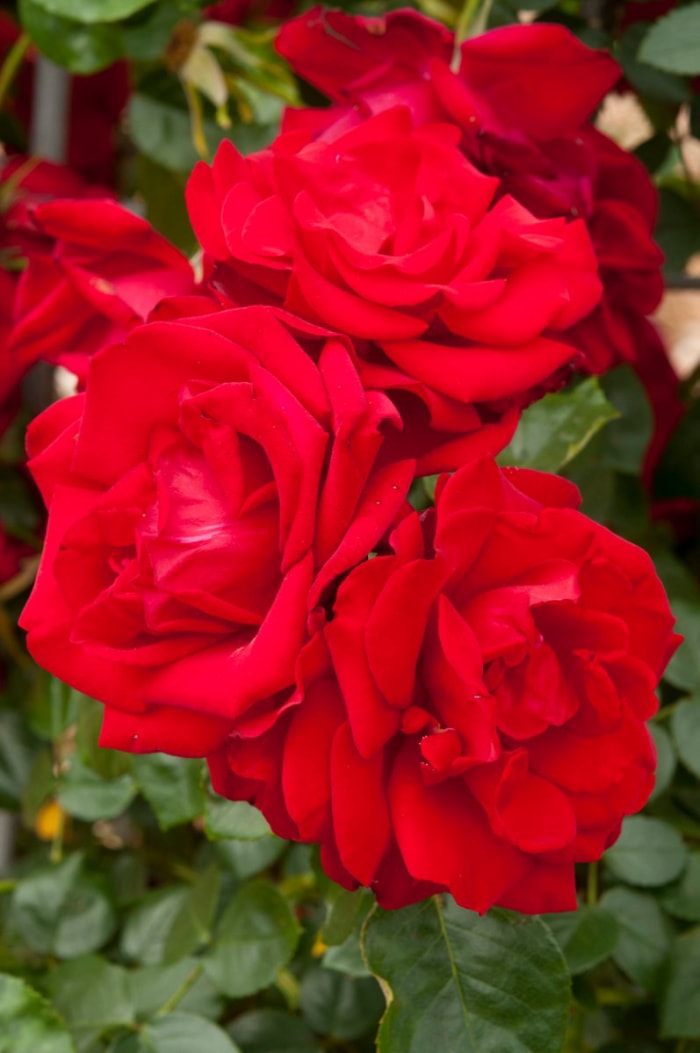 Les rosiers de la baie de Dublin en fleur