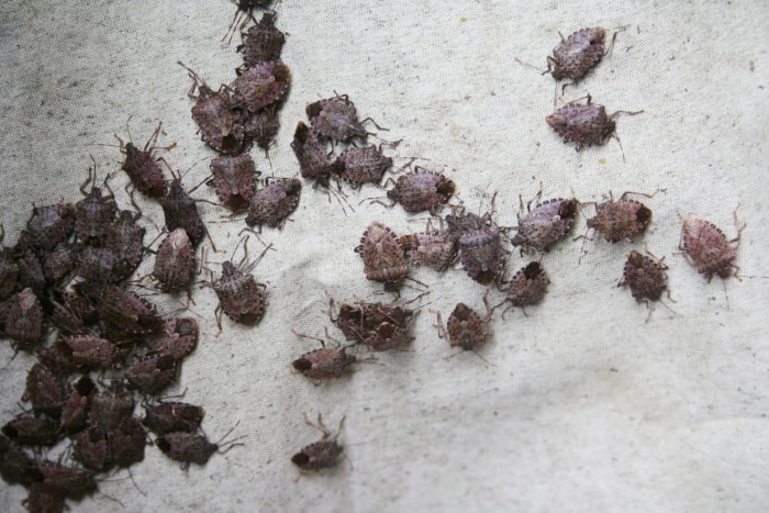 Une infestation de punaises puantes sur un tissu blanc.