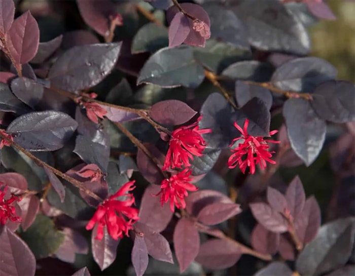 Les meilleurs endroits pour acheter des plantes d'extérieur en ligne Tractor Supply Co.