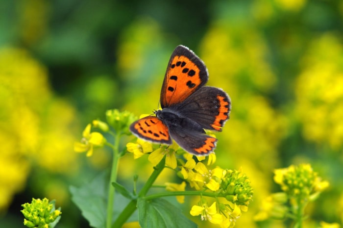 types de papillons