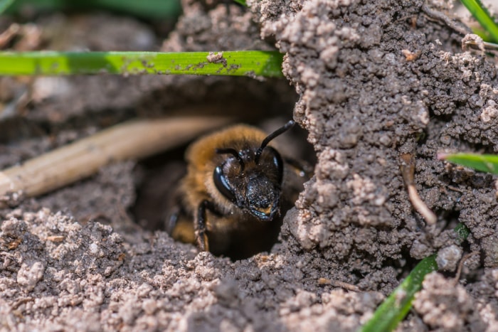 vue très rapprochée d'une abeille sortant d'un nid dans le sol