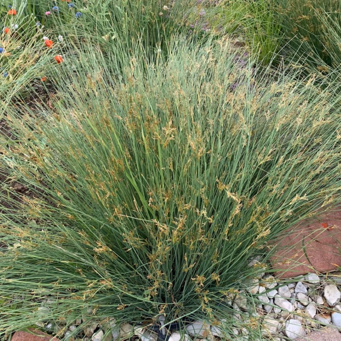 Une graminée ornementale à grande fleur.