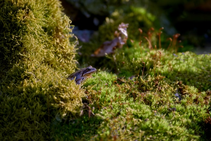 Petite grenouille sur un grand arbuste vert.