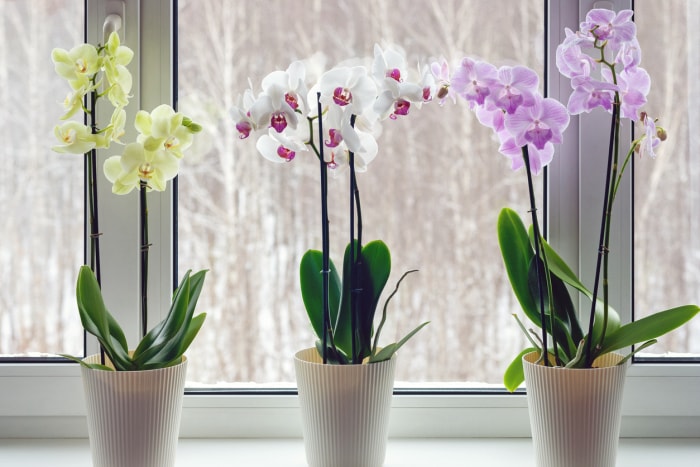 iStock-1305399583 plantes d'intérieur orchidées sur rebord de fenêtre