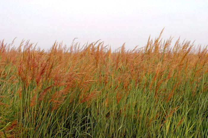 Un champ d'herbes hautes avec des panaches fleuris jaunes.